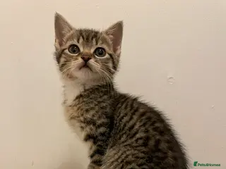 Mixed Breed cats Kittens ready for forever homes now - Advert 3