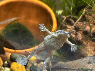 Frog reptiles African Dwarf Frog (READ DESCRIPTION) - Advert 13
