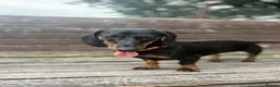 Miniature Dachshund dogs for sale: Miniature Dachshund  in Norwich - Advert 4