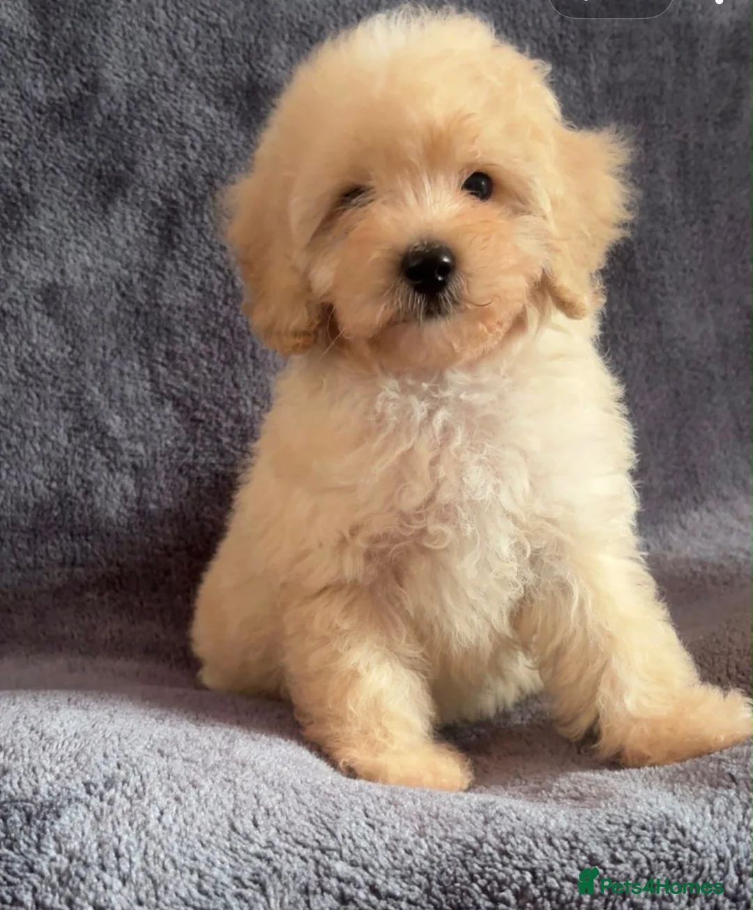 Cavapoo dogs for sale: Gorgeous Male Cavapoos - Advert 1