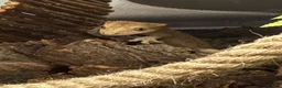 Gecko reptiles for sale: 2 year old Male Crested Gecko with Full Set Up in St. Neots - Advert 17
