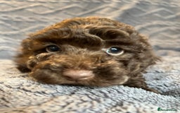 Miniature Poodle dogs for sale: Miniature Poodle Puppies Available.  - Image 10