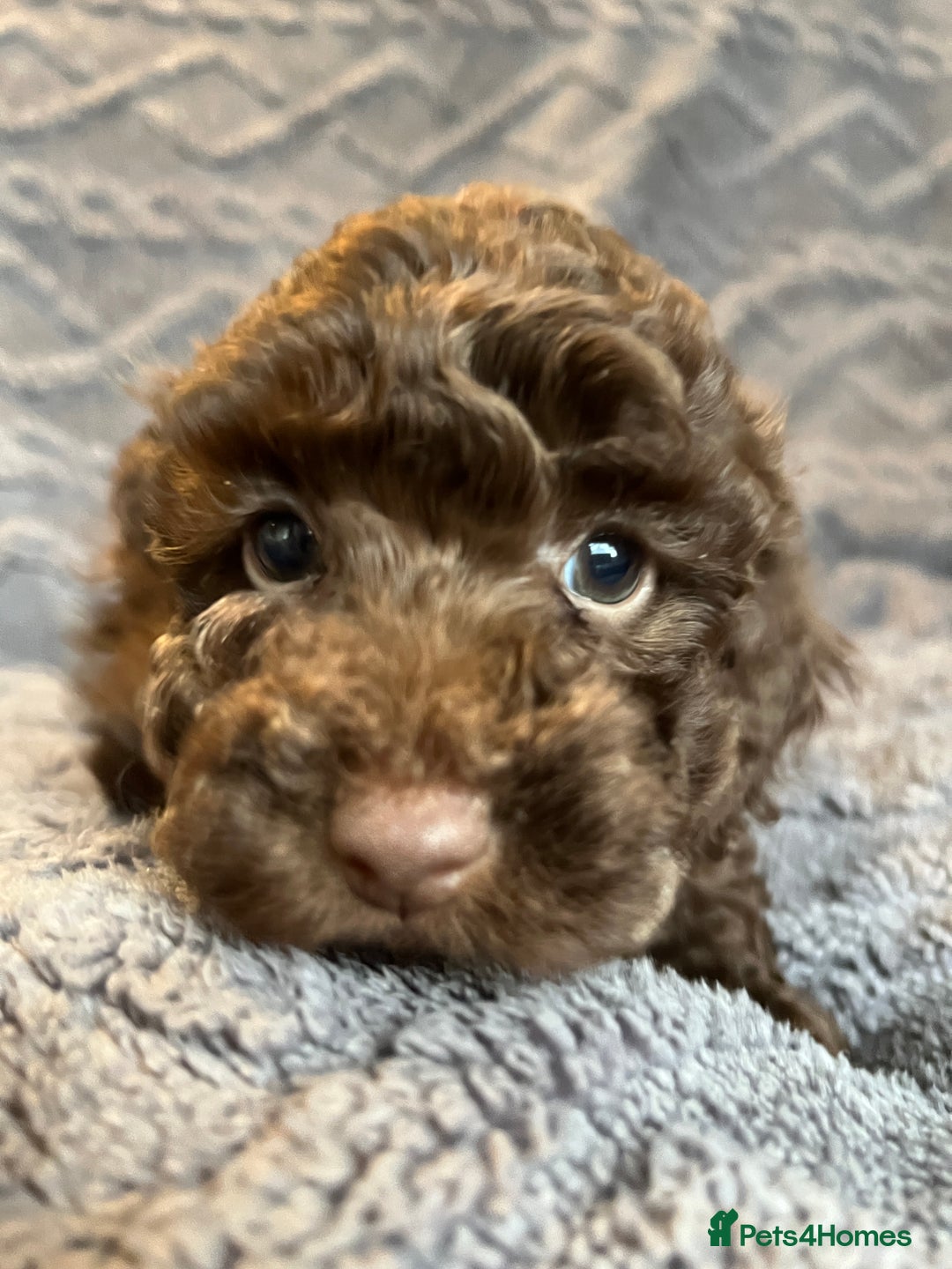 Miniature Poodle dogs for sale: Miniature Poodle Puppies Available.  - Image 10