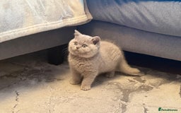 British Shorthair cats for sale: 💙GCCF MALE BSH KITTENS OUTSTANDING CHAMPION LINES - Image 23