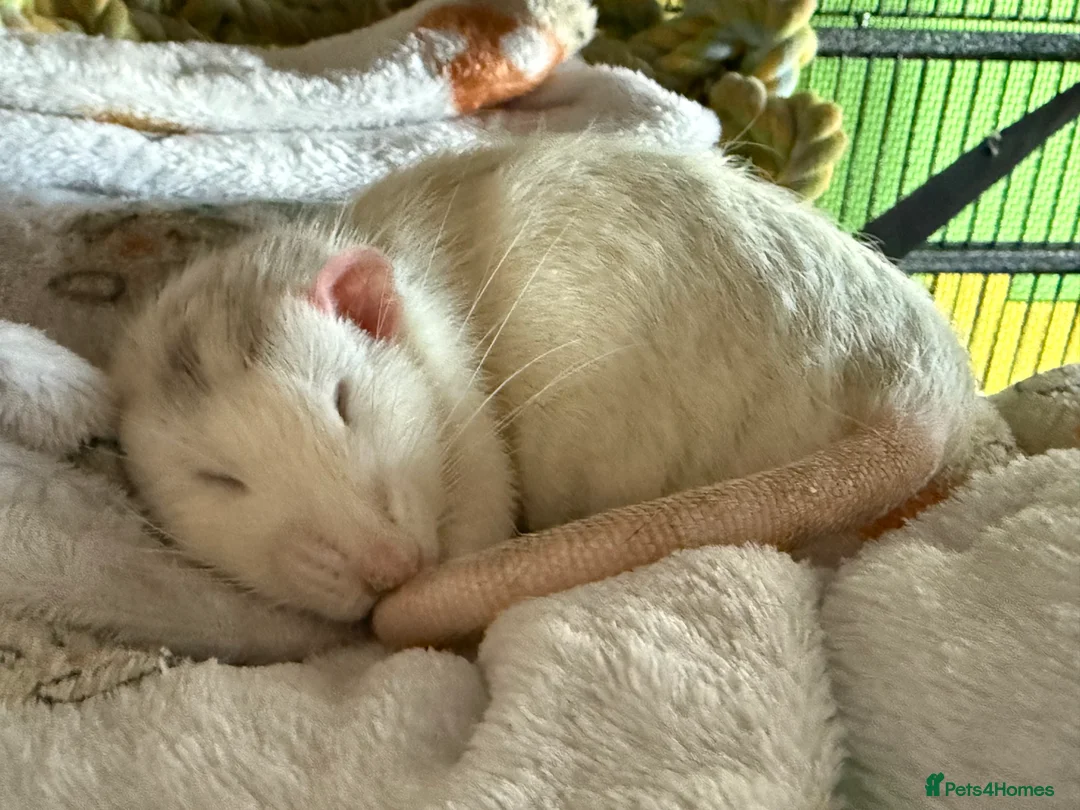 Rat rodents for sale: Male rats for rehoming - Advert 20