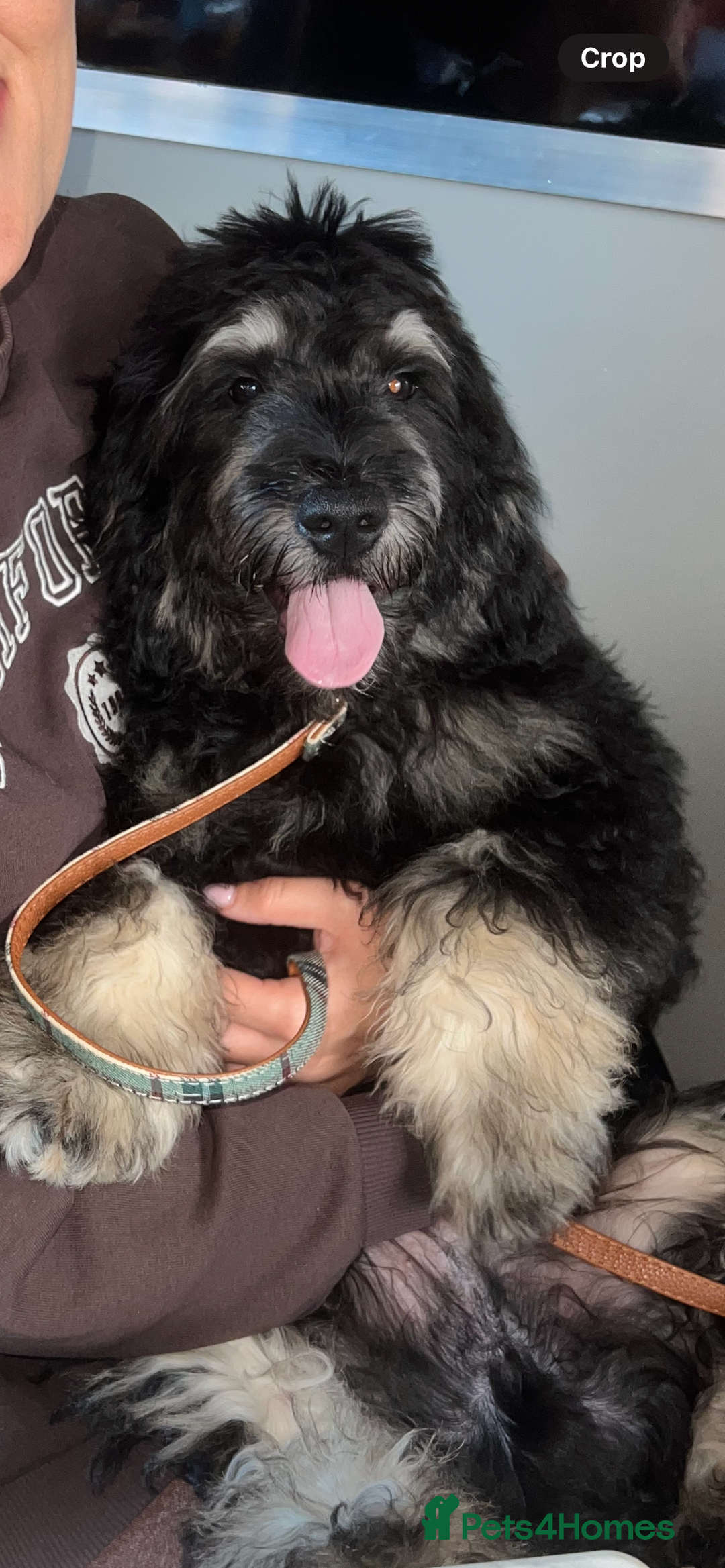 Mini Goldendoodle dogs for sale: Mini Goldendoodle Male (6 month)  - Advert 1