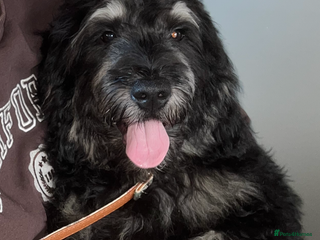 Mini Goldendoodle dogs Mini Goldendoodle Male (6 month) - Advert 2