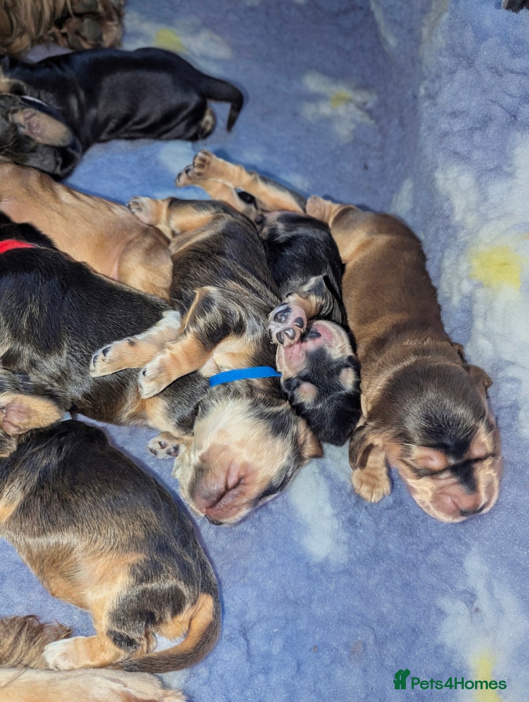 Cocker Spaniel dogs for sale: Champion bloodline sable show cocker puppies  - Image 3
