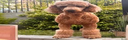 Standard Poodle dogs for sale: Beautiful Standard Poodle Puppies – Southampton  in Southampton - Advert 16