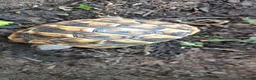 Tortoise reptiles for sale: 2026 Home Hatched Hermanns Tortoises For Sale - Advert 5