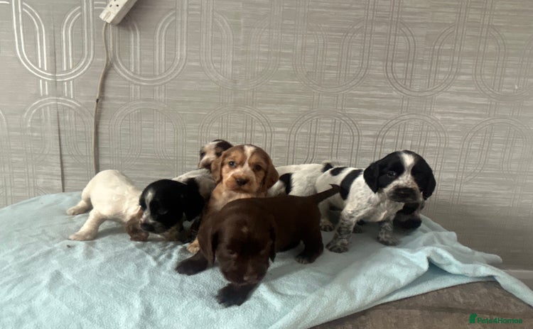 Cocker Spaniel dogs - Advert 1