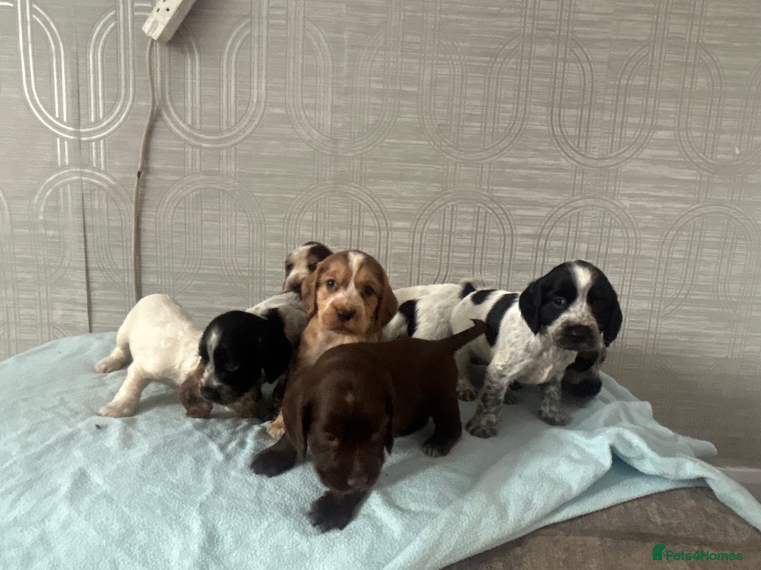 Cocker Spaniel dogs for sale: 🔥 rare coloured show type cocker spaniels  - Image 1