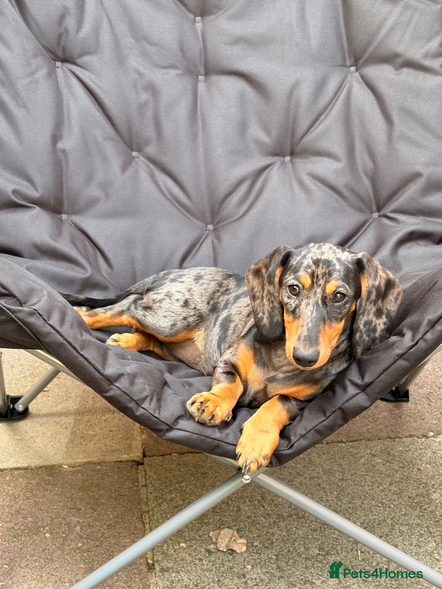 Miniature Dachshund dogs Beautiful Smooth hair silver dapple  - Advert 5