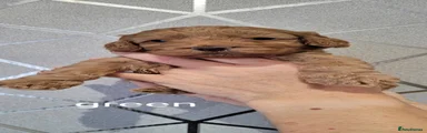 Cockapoo 3