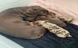 Miniature Dachshund dogs for sale: Smooth Coat Mini Dachshund - Image 1