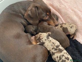 Miniature Dachshund dogs - Advert 5