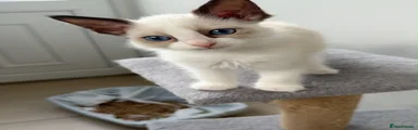 Ragdoll 1 