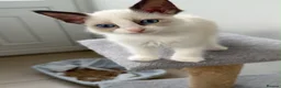 Ragdoll cats for sale: Ragdoll purebred kittens  in Craigavon - Advert 8