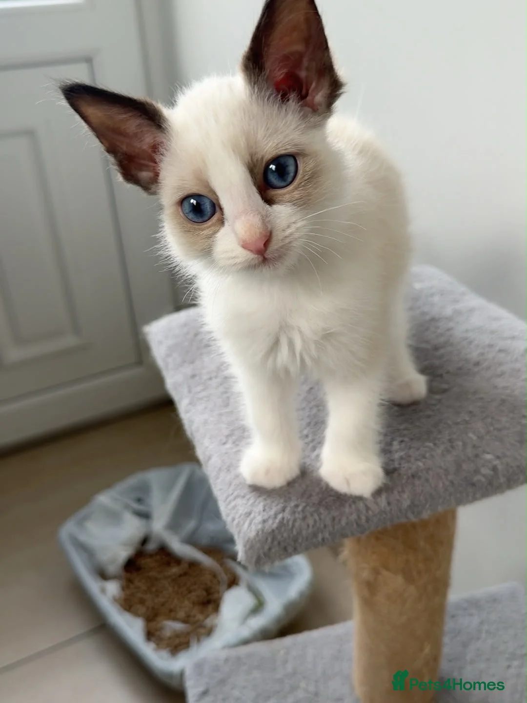 Ragdoll cats for sale: Ragdoll purebred kittens  in Craigavon - Advert 8