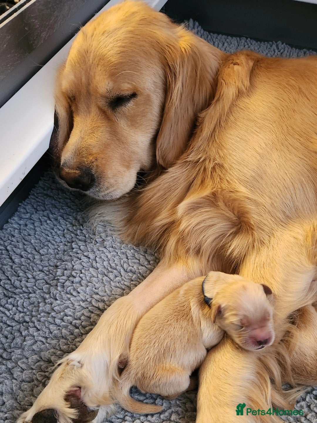 Golden Retriever dogs for sale: Gorgeous Golden Retriever Puppies. - Image 8