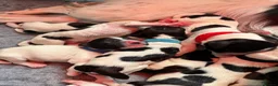 English Springer Spaniel dogs for sale: KC Champion bred Springer Spaniels - Advert 6