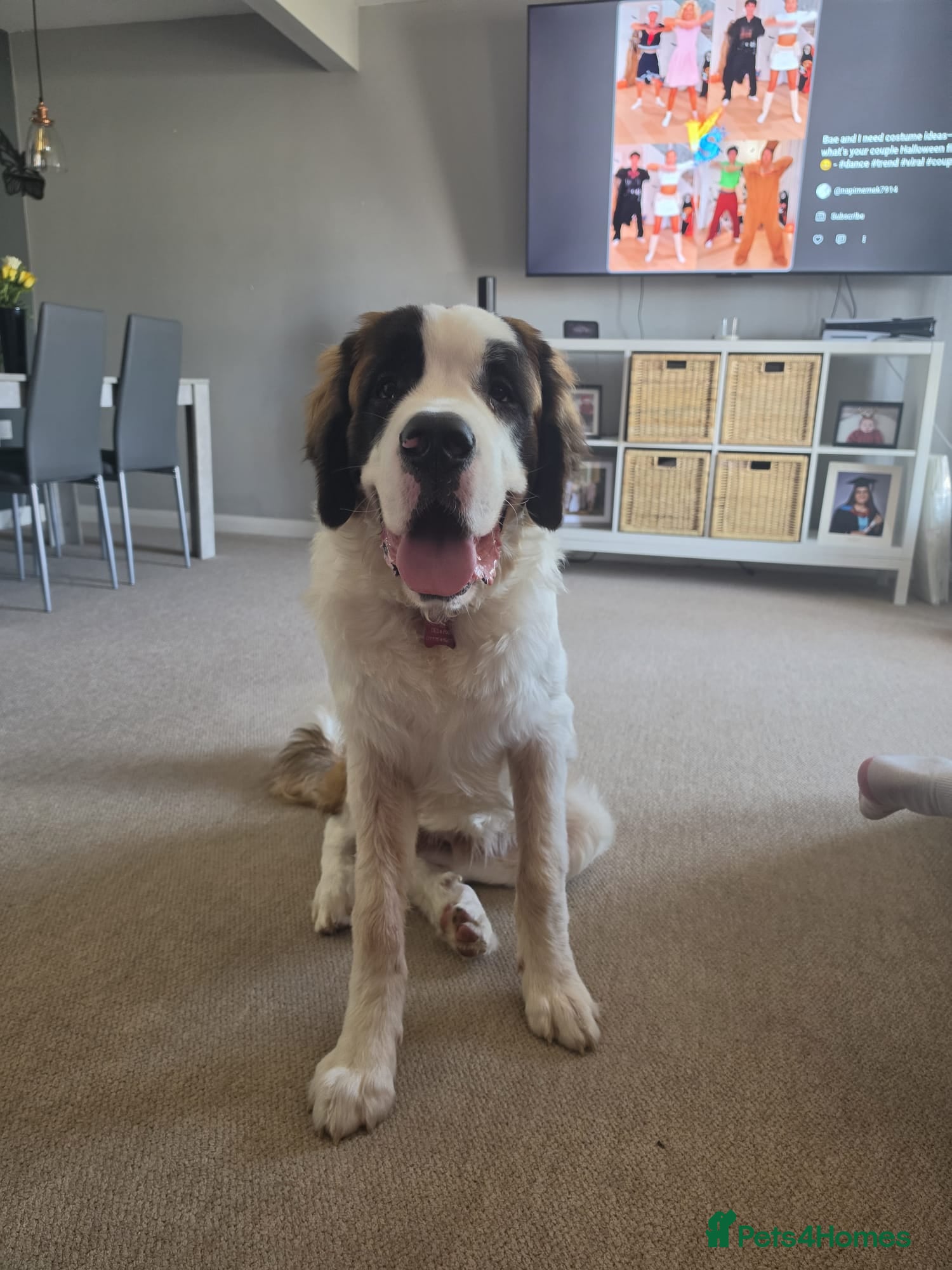 Saint Bernard dogs 7 month old puppy - Advert 4