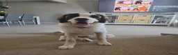 Saint Bernard dogs for sale: 7 month old puppy in Derby - Advert 1