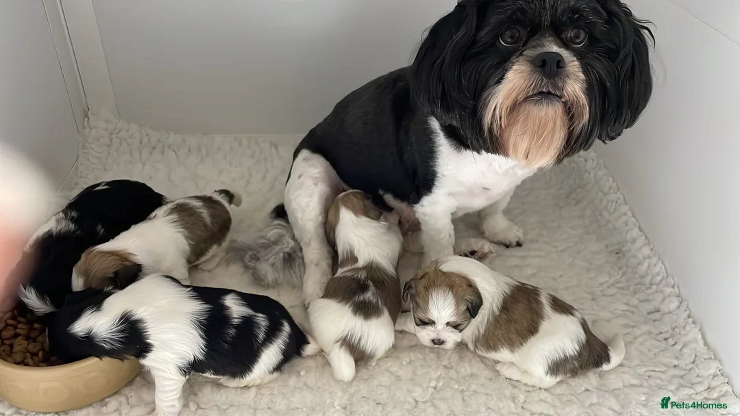 Lhasa Apso dogs for sale: Lhasa Apso male pup - Advert 2