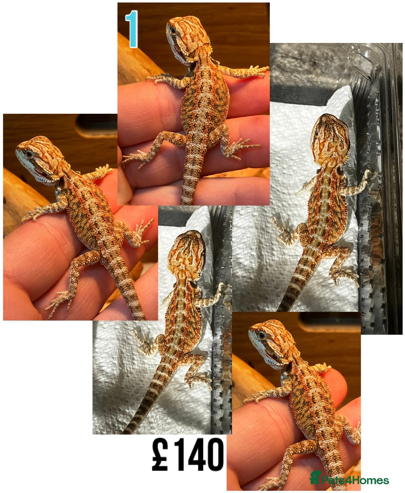 Bearded Dragon reptiles Baby Bearded Dragons For Sale! - Advert 5