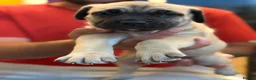 Cane Corso dogs for sale: Merle chunky Cane Corso X Bandogge puppies  - Advert 22