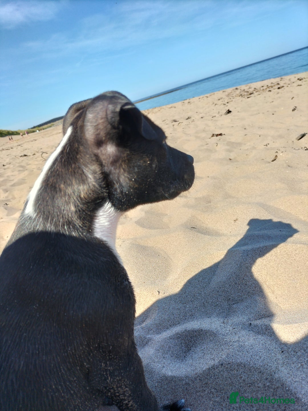 Staffordshire Bull Terrier dogs for stud: Mr Zeus  - Image 6