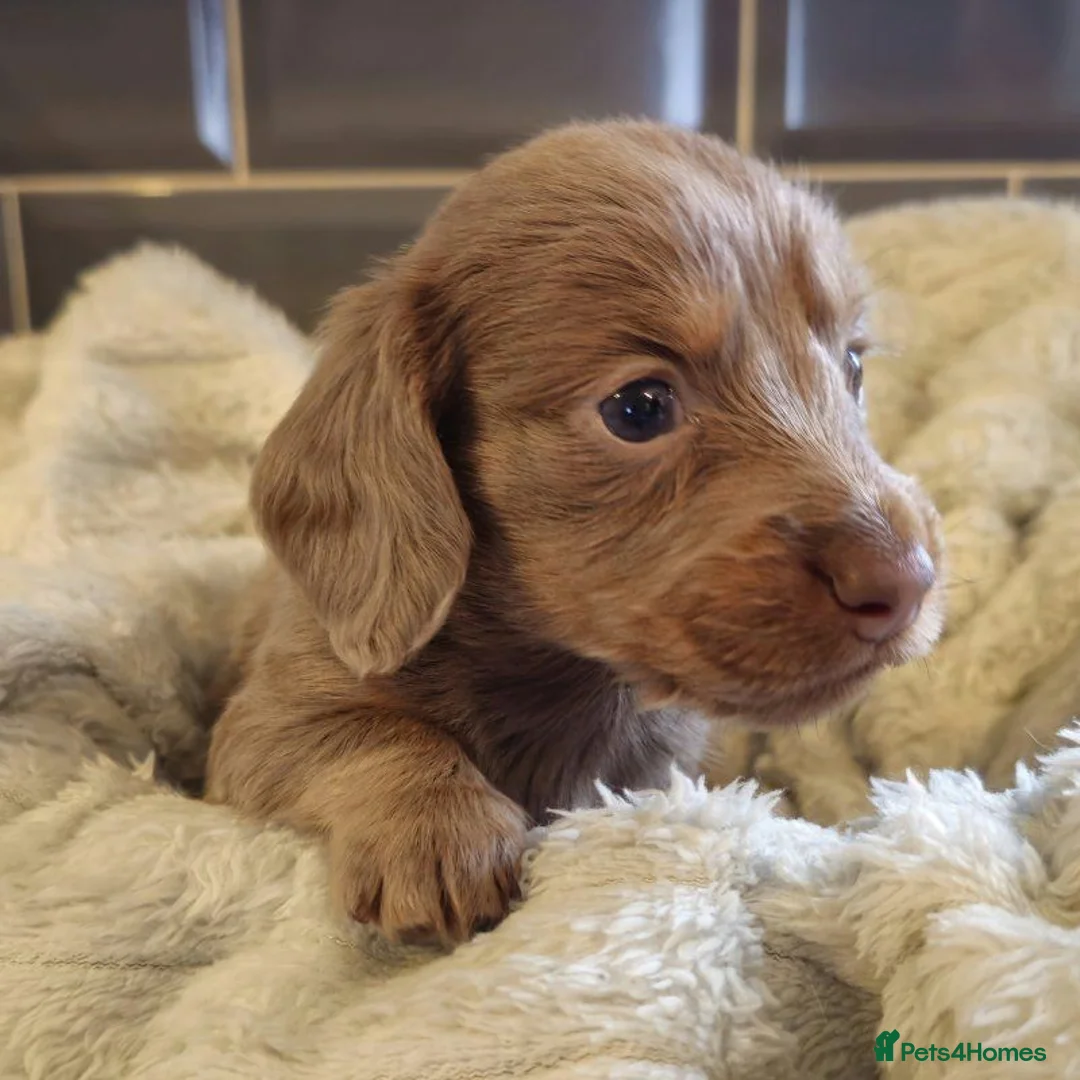 Miniature Dachshund dogs for sale: Adorable Mini Dachshund Puppies - 2 Boys, 2 Girls. in Southampton - Advert 1
