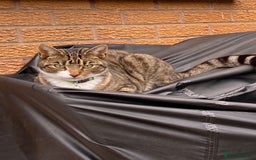 Domestic Shorthair cats for sale: Male cat - Image 5