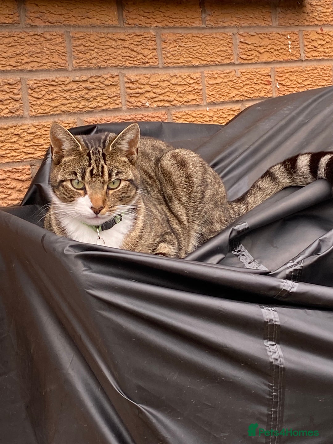 Domestic Shorthair cats for sale: Male cat - Image 5