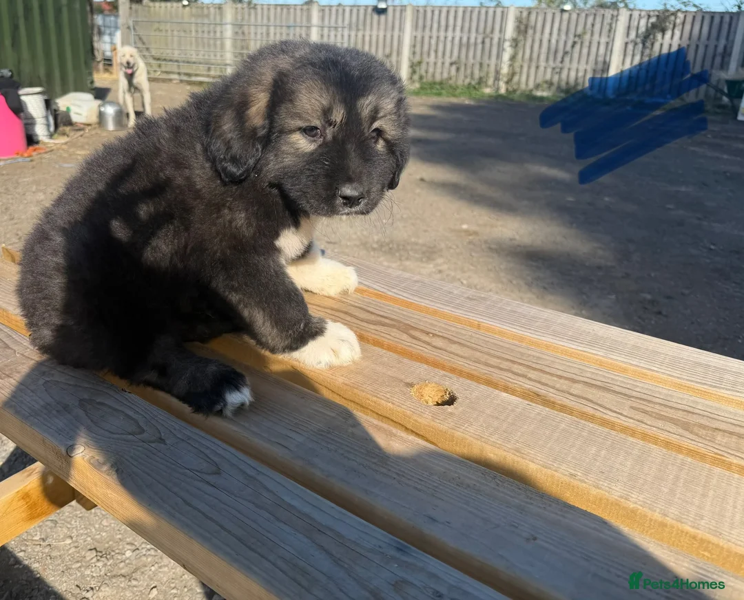 Caucasian Shepherd Dog dogs for sale: 3 stunning Caucasian shepherd pups 1 girl 2 male - Advert 17