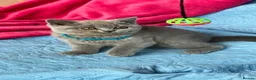 British Shorthair cats for sale: GCCF🏆ChampionBloodline 5GENpedigree BSHblue/lilac - Advert 26