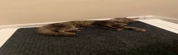 Maine Coon cats for sale: 2 Maine Coon Cats Seeking a Loving New Home - Advert 23