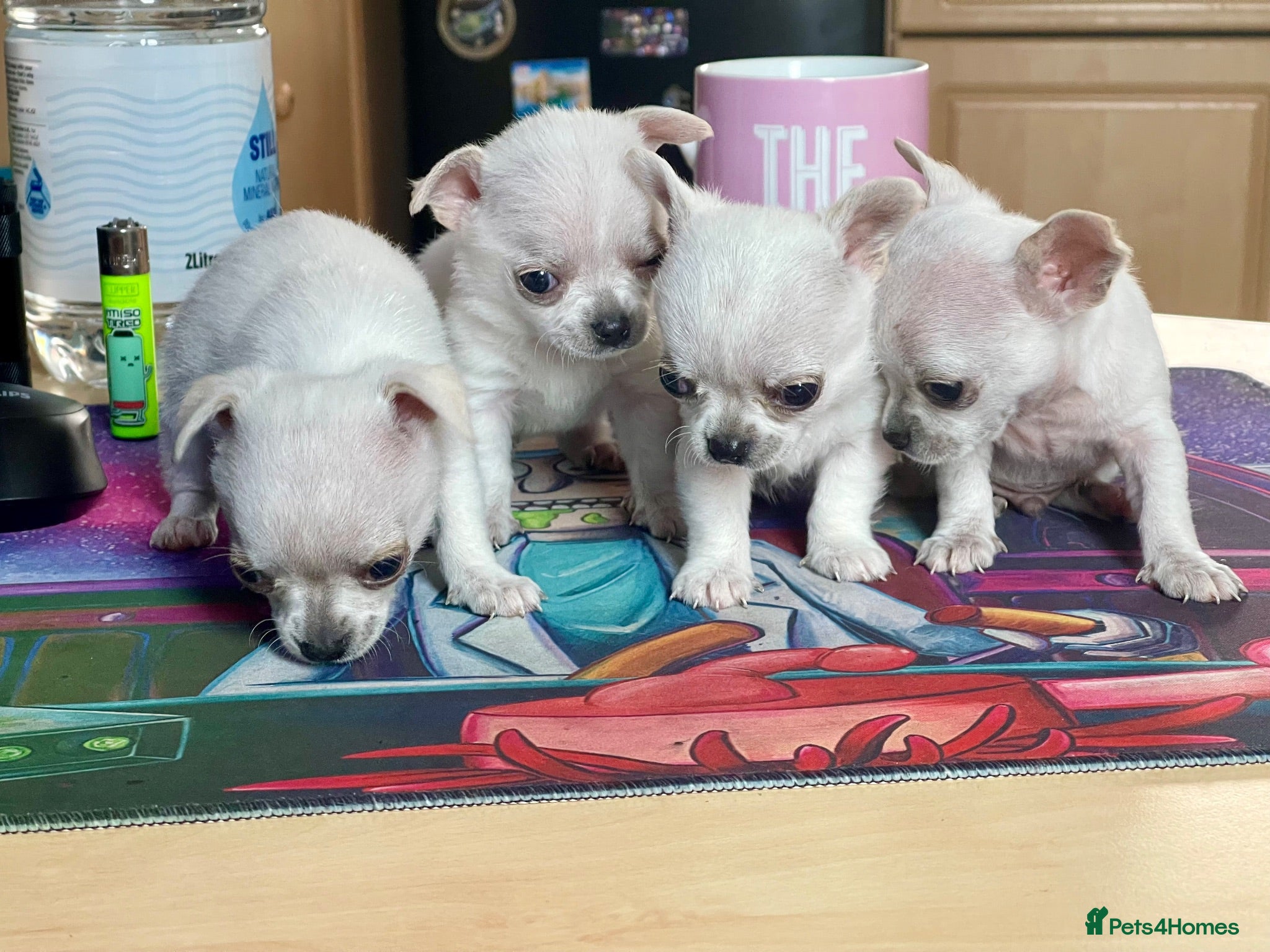 Chihuahua dogs Last boy left - Advert 11
