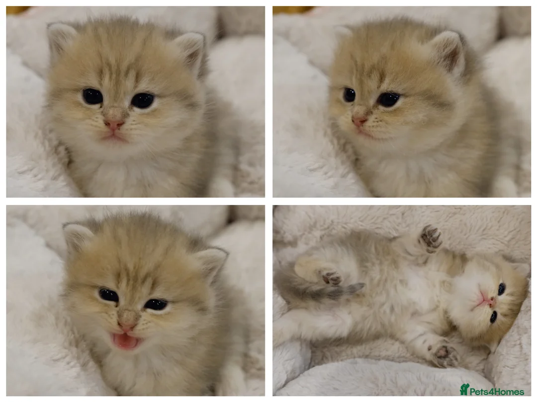 British Shorthair cats for sale: Stunning BSH golden kittens TICA  - Advert 2