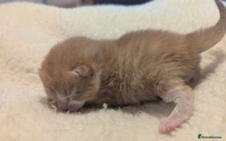 Mixed Breed cats for sale: Beautiful litter of kittens - Image 11