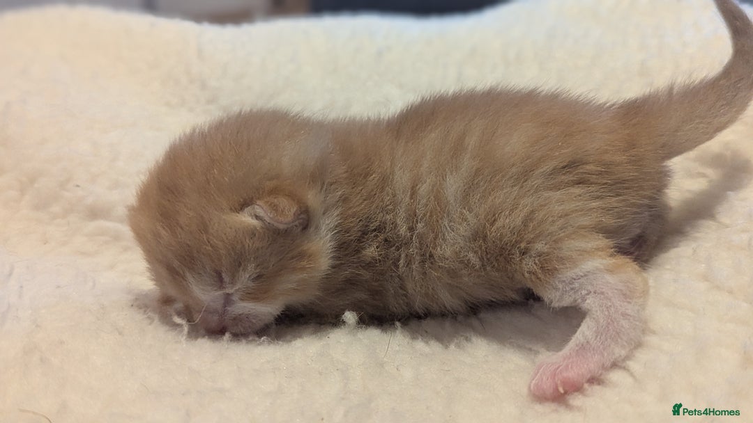 Mixed Breed cats for sale: Beautiful litter of kittens - Image 11
