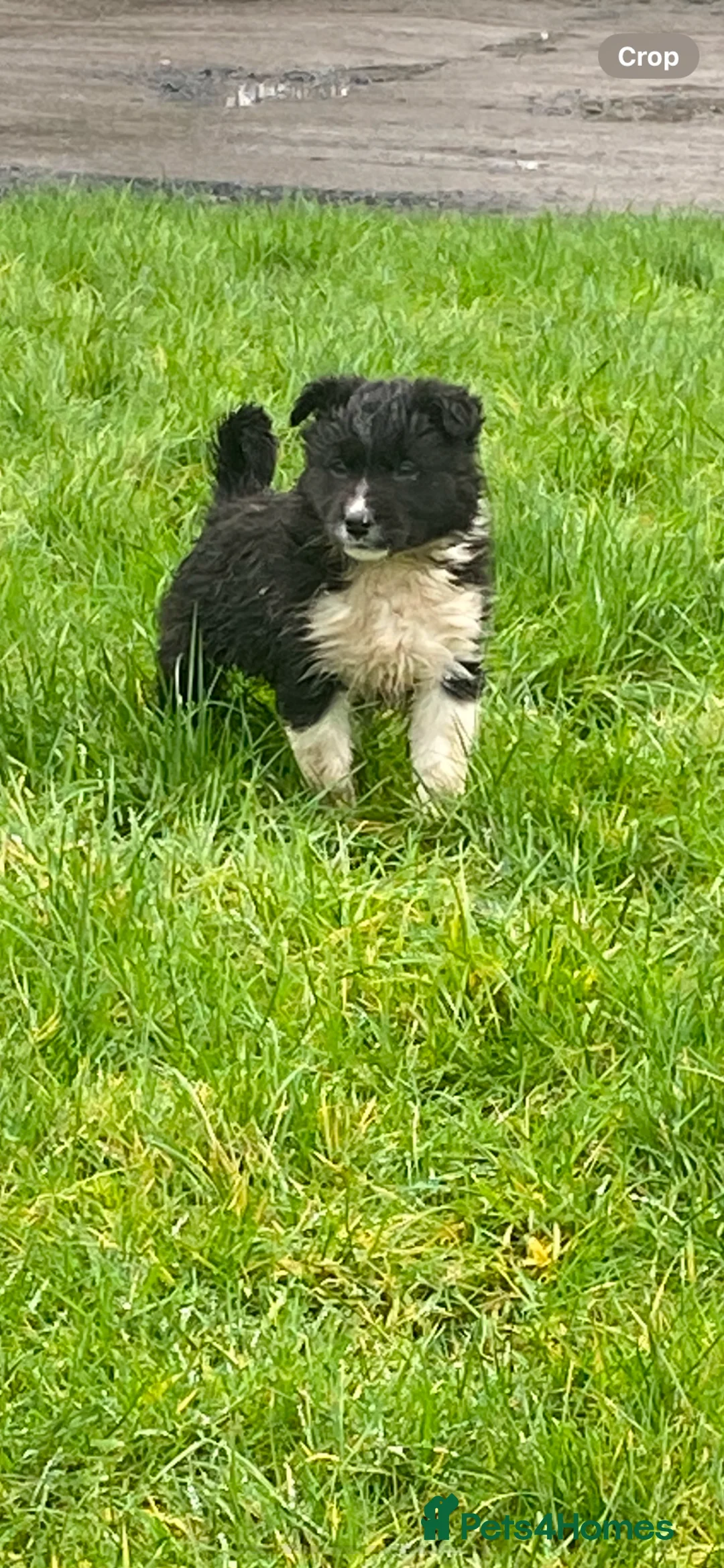 Mixed Breed dogs for sale: Blue/ black and white puppies for sale  - Advert 5