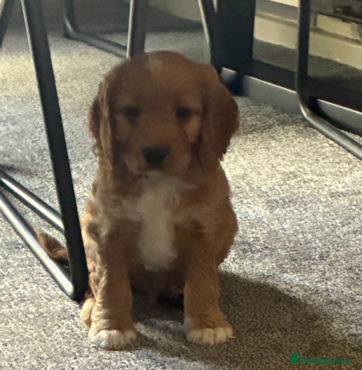 Cockapoo dogs Ready now! 1 boy, 1 girl left cockapoo puppies  - Advert 13