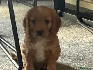 Cockapoo dogs Ready now! 1 boy, 1 girl left cockapoo puppies - Advert 13