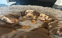 Dachshund dogs for sale: Dachshund puppies  - Image 5