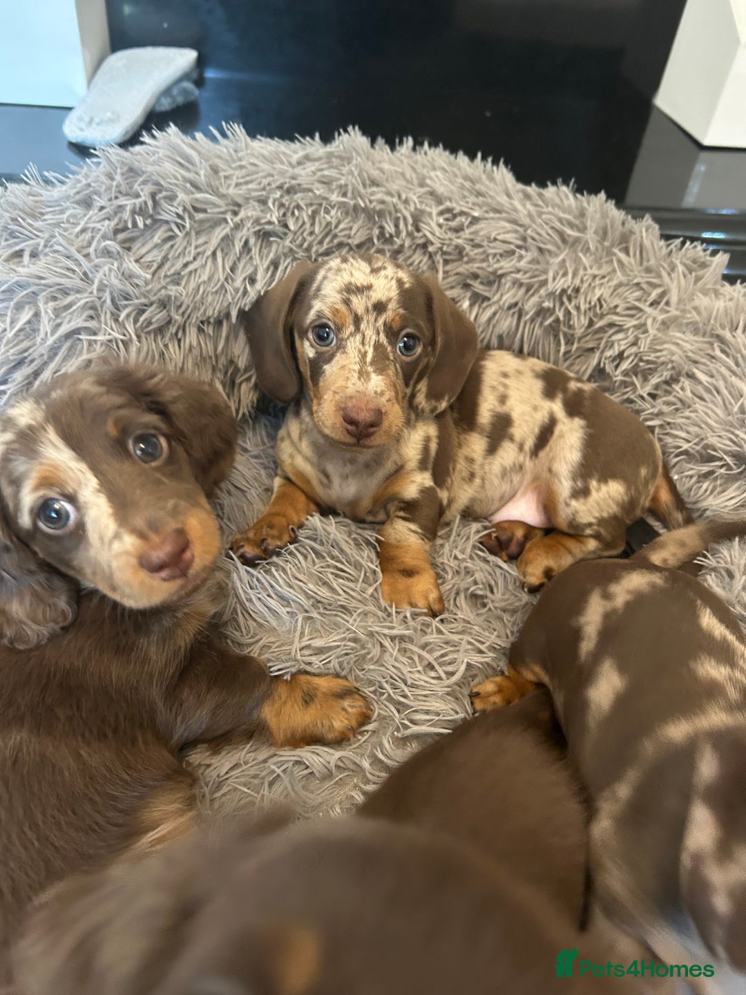 Dachshund dogs for sale: Dachshund puppies  - Image 5