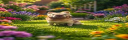 French Bulldog dogs for stud: Buch 🔥Exotic French Bulldog Stud - Advert 1