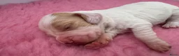 Cocker Spaniel dogs for sale: WCS Puppies from health tested KC Parents  - Advert 11