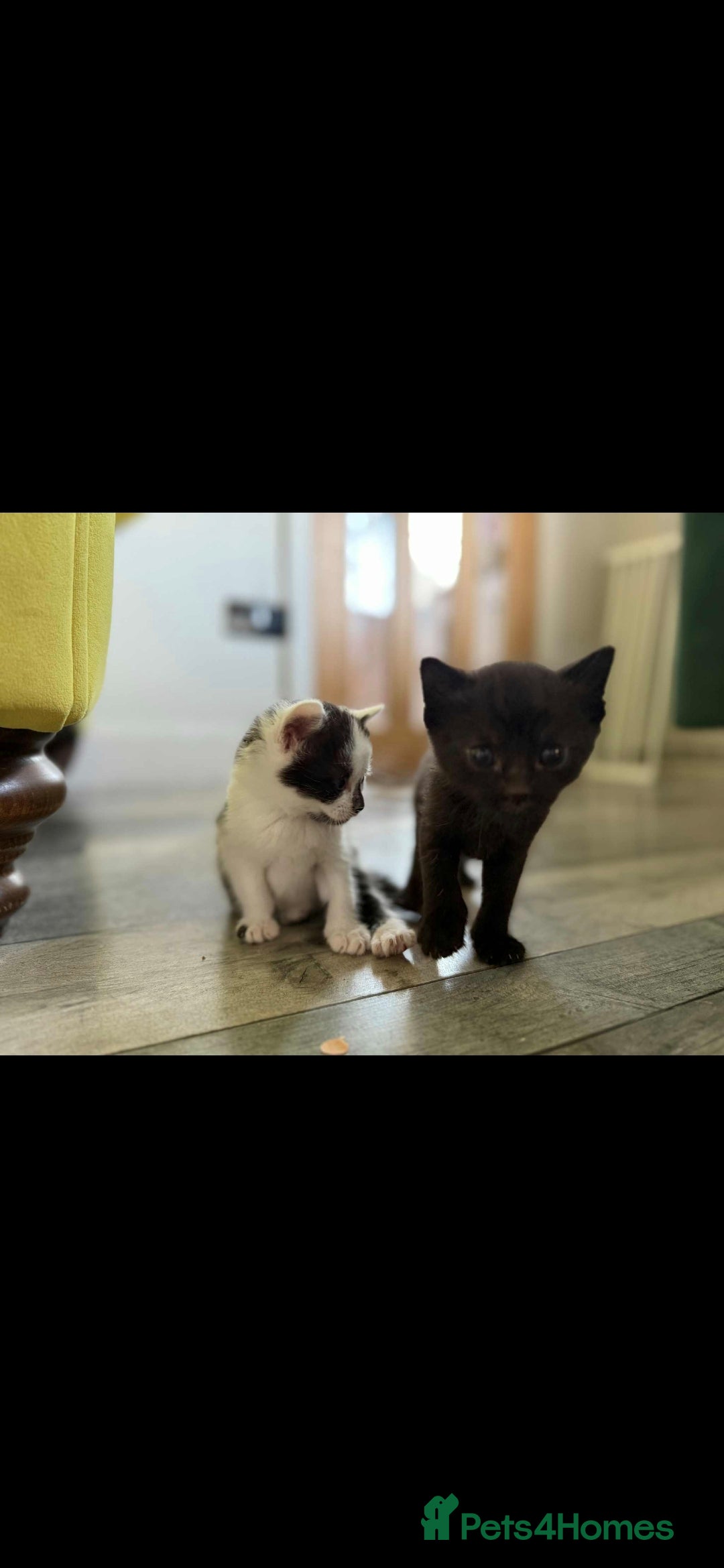 Mixed Breed cats for sale: 4 x Beaitiful Kittens READY NOW - Image 7