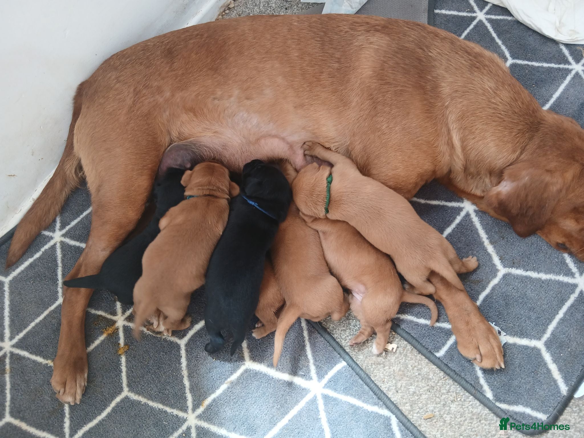 Labrador Retriever dogs Chunky fox red labrador  - Advert 1